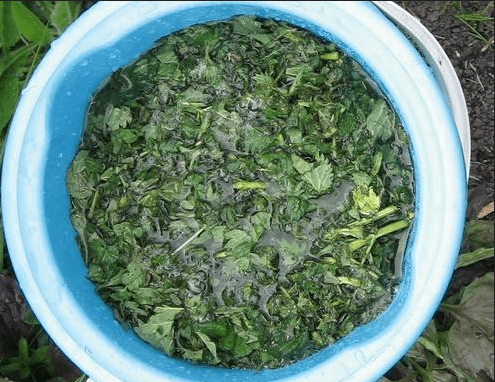 Nettle infusion