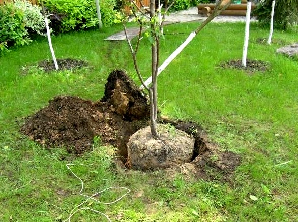 Seedling in the planting hole