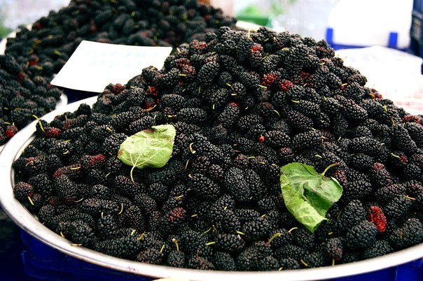 Mulberry harvest