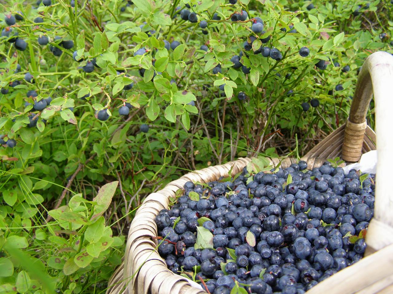 Garden blueberries: variety selection and growing recommendations