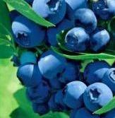 Garden blueberry Forest pearl