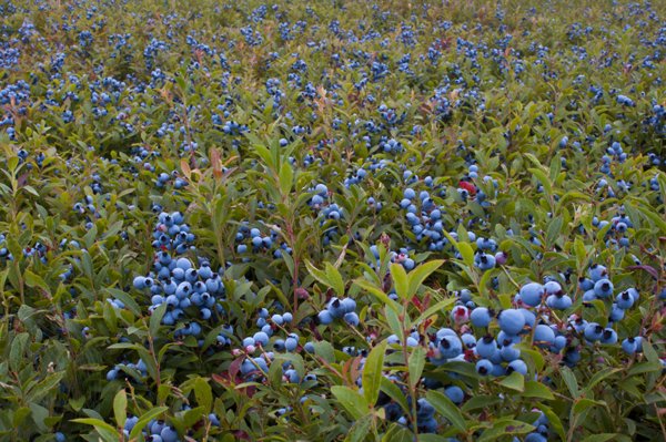 Blueberries in nature