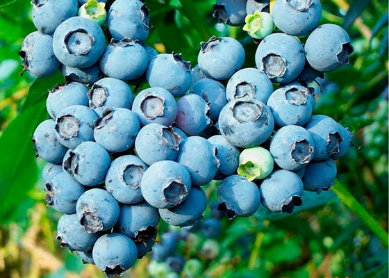 Garden blueberry fruits