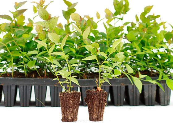 Garden blueberry seedlings