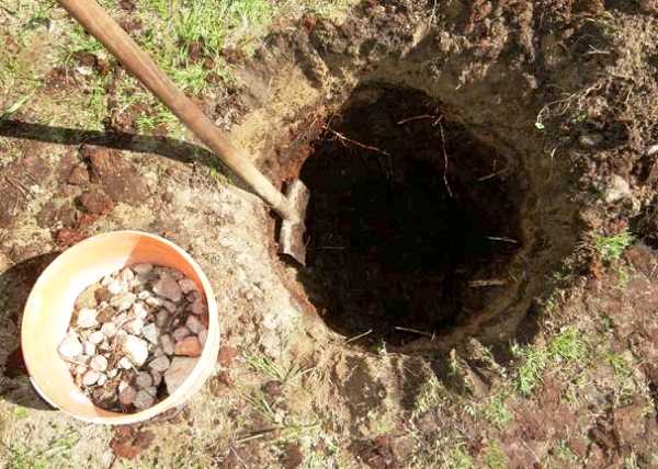 Planting pit for garden blueberries