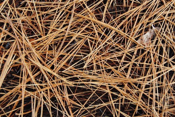 Pine needles