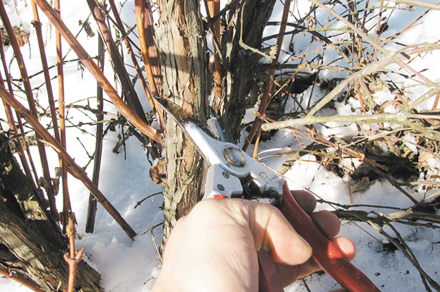 Pruning garden blueberries