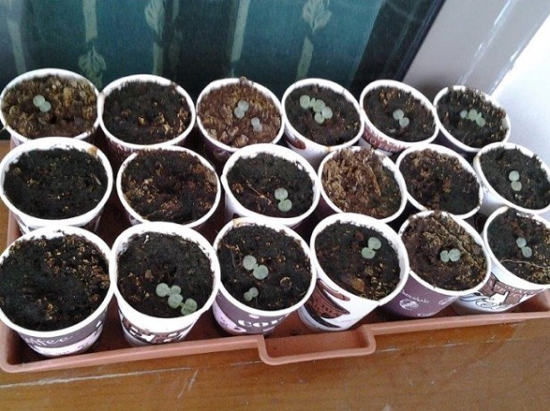 Garden blueberry seedlings