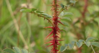 Branch of prickly rosehip