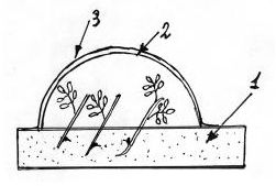 Greenhouse for rosehip cuttings