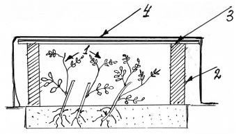 Shelter of green rosehip cuttings for the winter