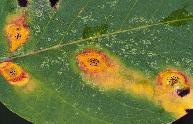 Reddish olive blotch