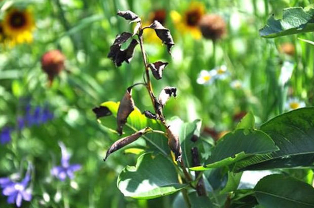 Blackening of honeysuckle branches