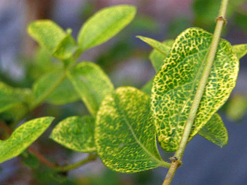 Mottling of honeysuckle leaves