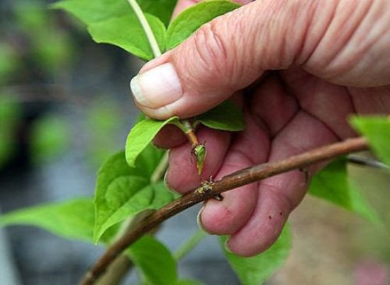 Combined honeysuckle stalk