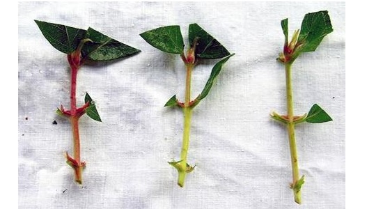 Green cuttings of honeysuckle