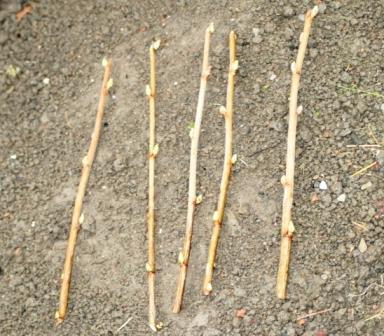 Annual cuttings of honeysuckle