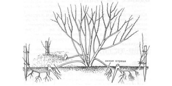 Getting honeysuckle cuttings