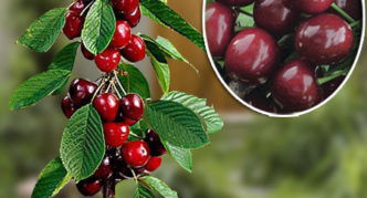 Sweet cherry varieties Little Sylvia