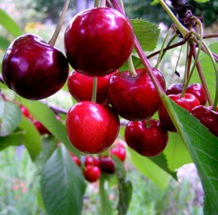 Cherry varieties Tyutchevka