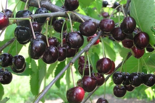 Cherry varieties Odrinka