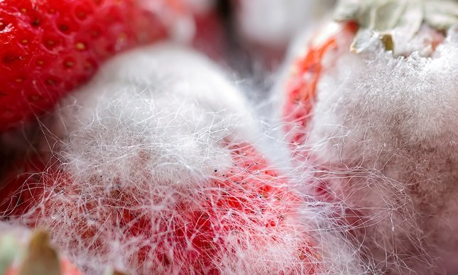 Strawberries affected by gray rot