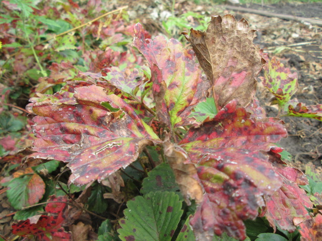 Strawberry leaves affected by brown spot