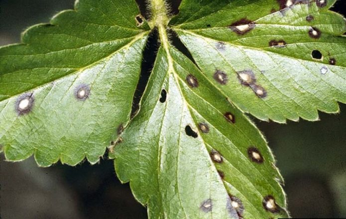 White spotted strawberry leaf