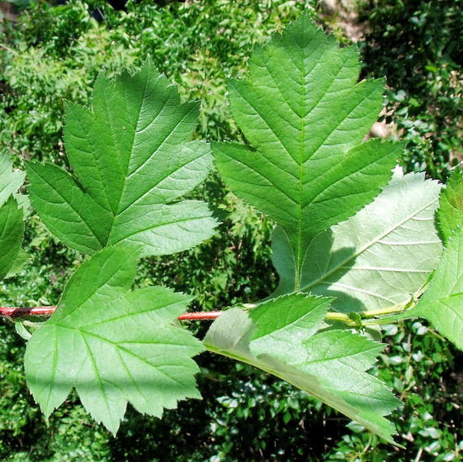 Hawthorn leaves