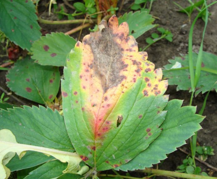 Strawberry leaf affected by brown spot