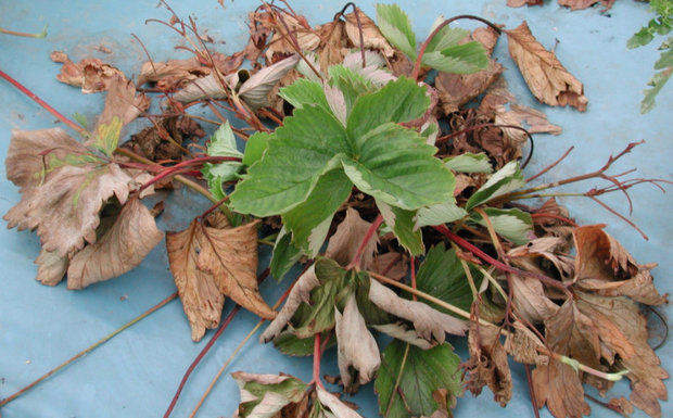Strawberry verticillary wilt