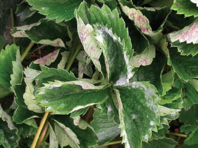 Powdery mildew on strawberries