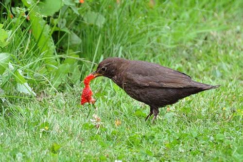 Birds love to feast on strawberries