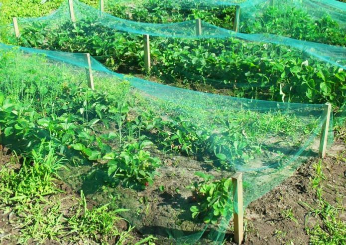 Protecting strawberry plantations from birds with a net