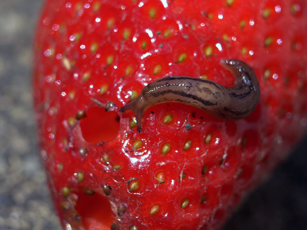Slug on strawberries