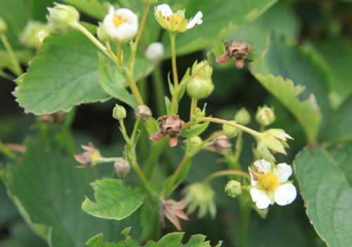 Strawberry flowers damaged by weevil