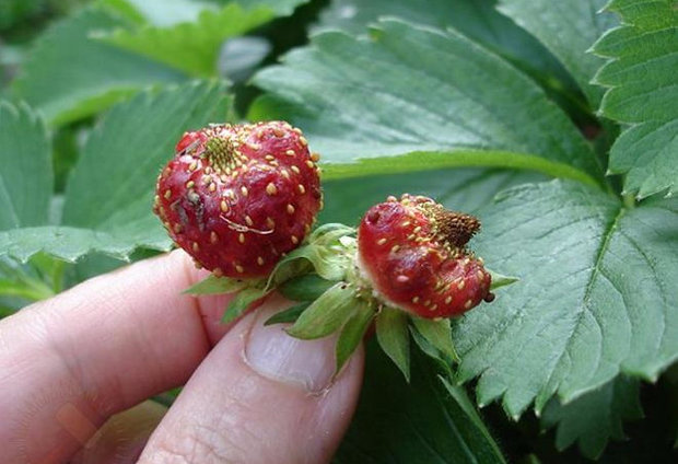 Strawberries infected with nematode