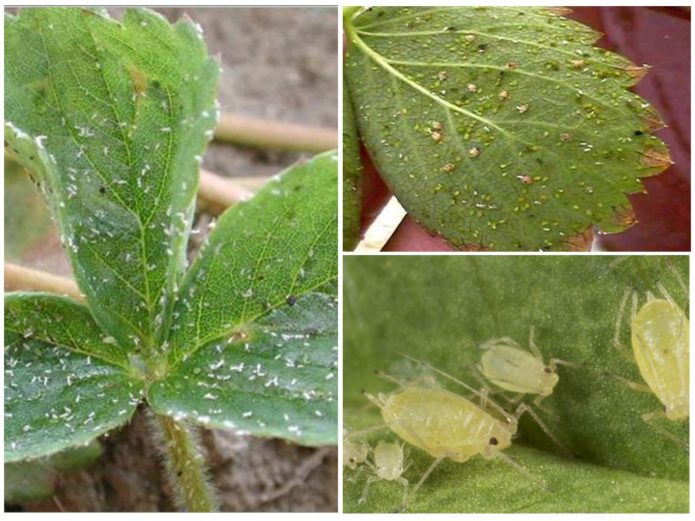 Aphids on strawberries
