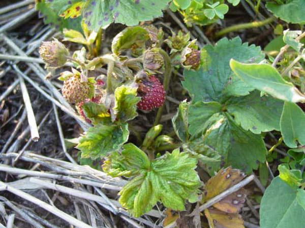 Strawberry bush affected by a strawberry mite
