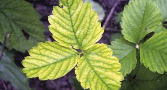 Yellowing of strawberry leaves