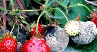 Rotting strawberry fruit