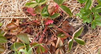Drying strawberry bush