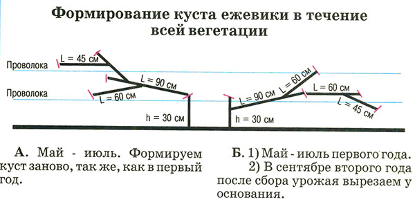 Blackberry bush formation drawing