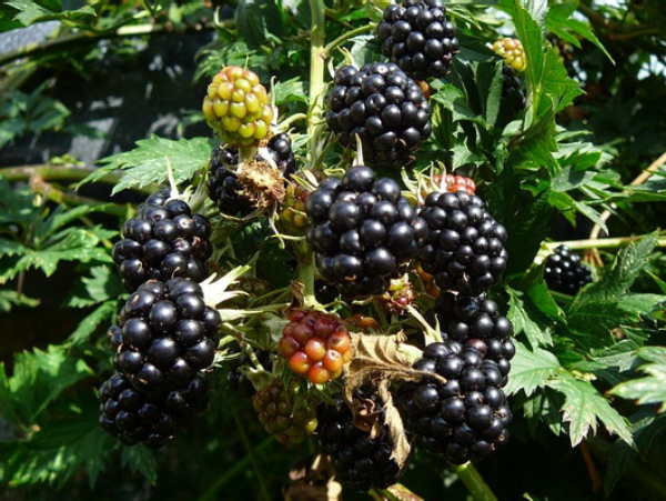 Blackberry Thornless Evergreen