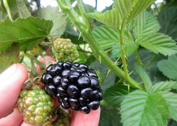 Blackberry Kiova