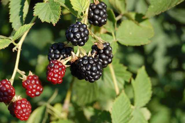 Blackberry Thornfree