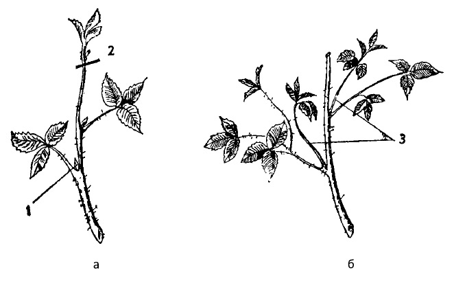 Shoot tip removal drawing
