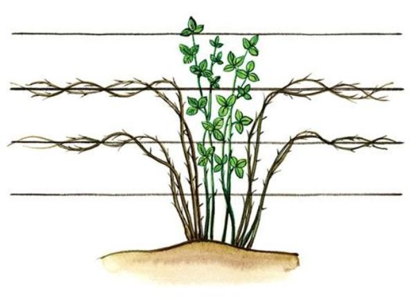 Drawing of the formation of a bush by weaving