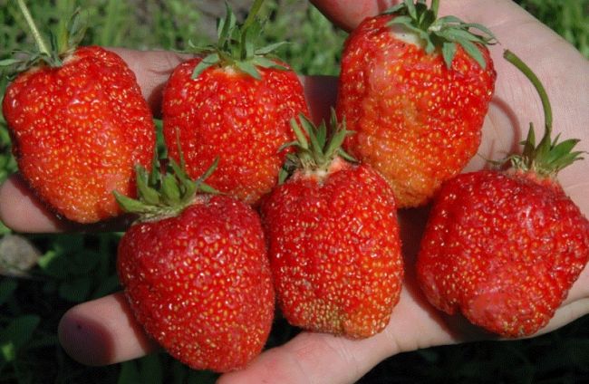 Strawberry Junia Smides