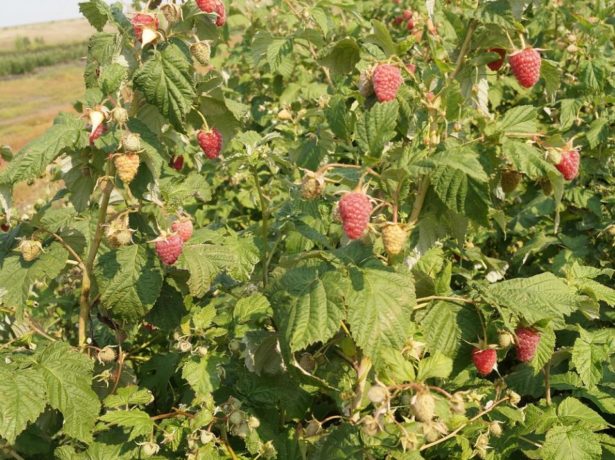 Repair Raspberry - Harvest